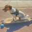 un jack russell de la long board sur la promenade des anglais a nice sur la cote d'azur