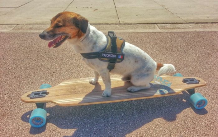 un jack russell de la long board sur la promenade des anglais a nice sur la cote d'azur