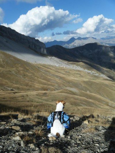 paddington penseur devant la vue sur l'ubaye de la tete de la sestriere dans les alpes de haute provence, une randonnee au depart de la foux allos