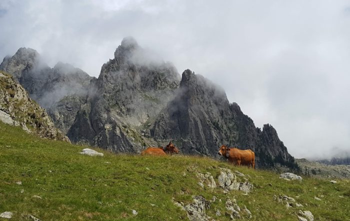 troupeau de vaches en train de brouter paisiblement dans le parc national du mercantour