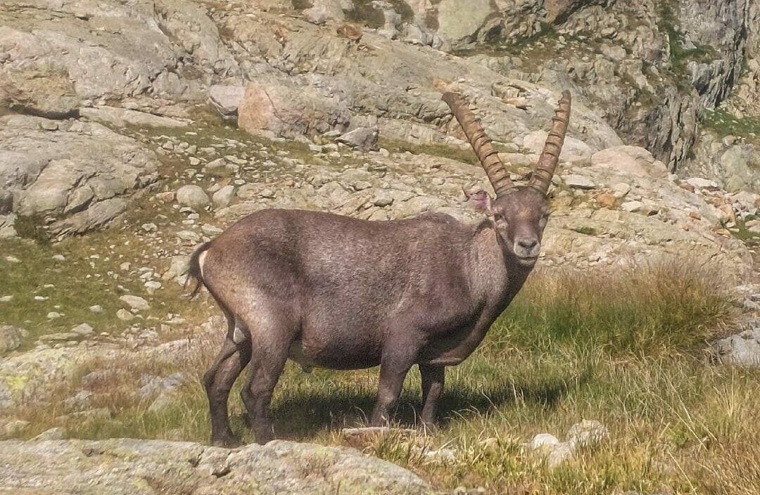 un bouquetin prend la pose pendant la randonnee du lac de trecolpas dans le mercantour