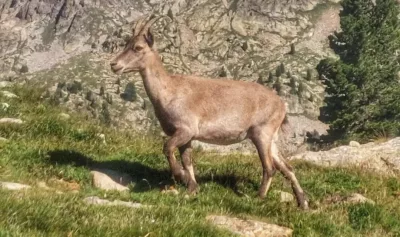 faune sauvage (chamois, bouquetins...) accompagnent le randonneur en direction du lac de trecolpas dans le mercantour