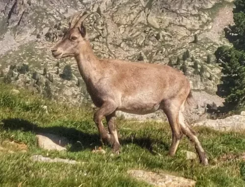 Bivouac dans le Mercantour